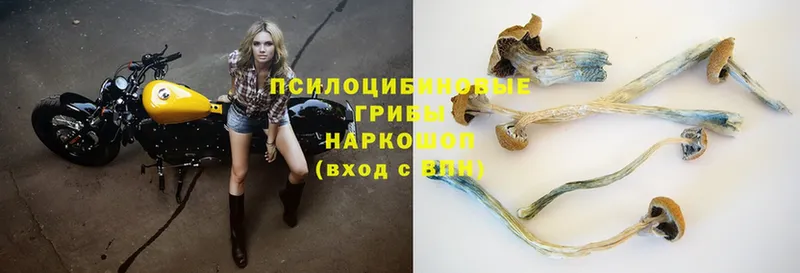 купить   Ершов  Галлюциногенные грибы Magic Shrooms 